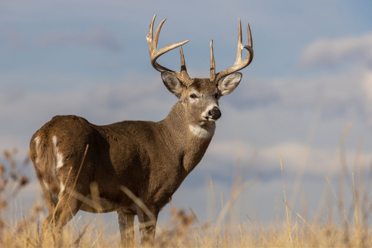 timing the rut