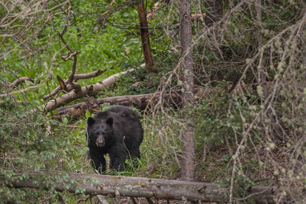 how fast can bears run