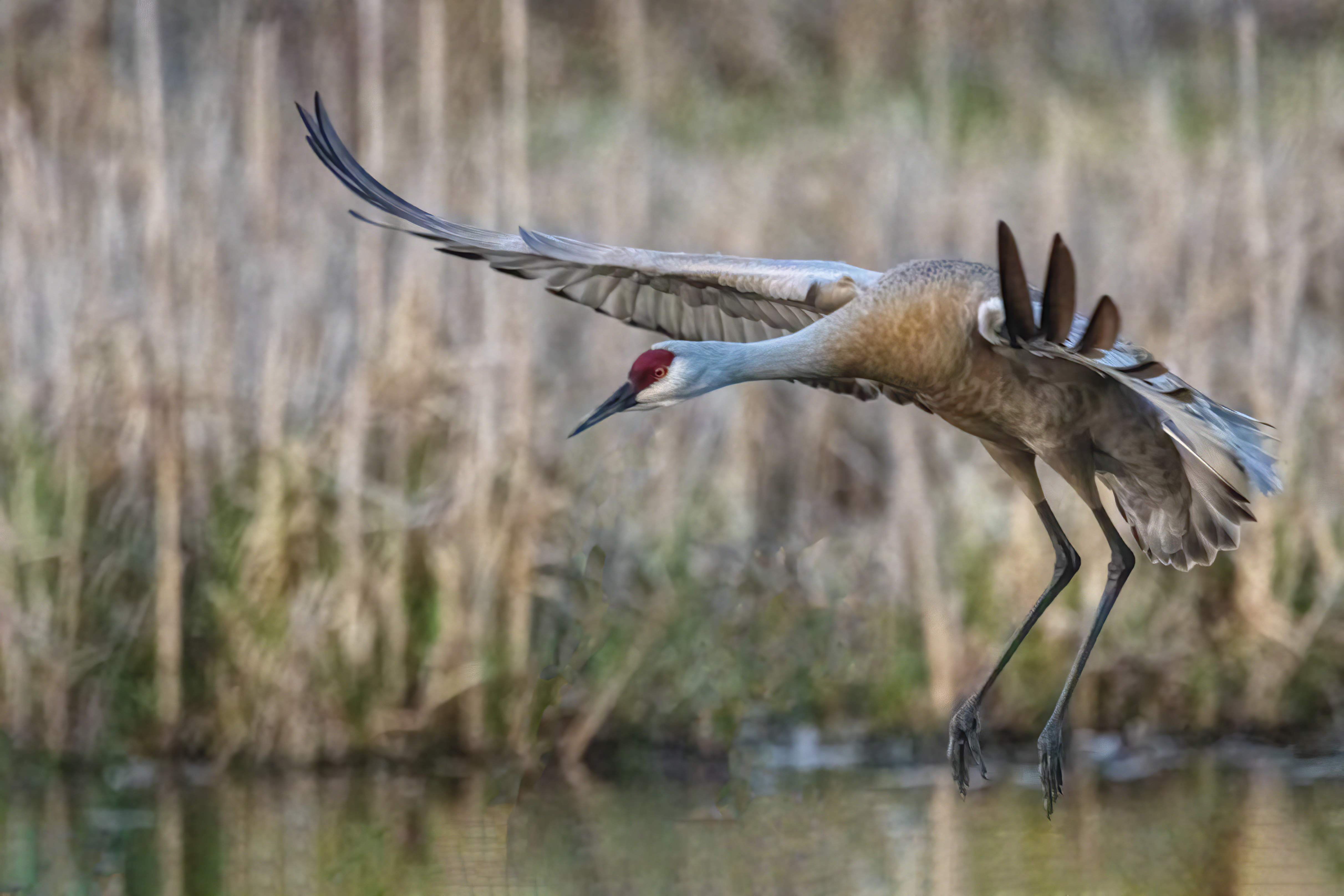 sandhill crane best tasting waterfowl