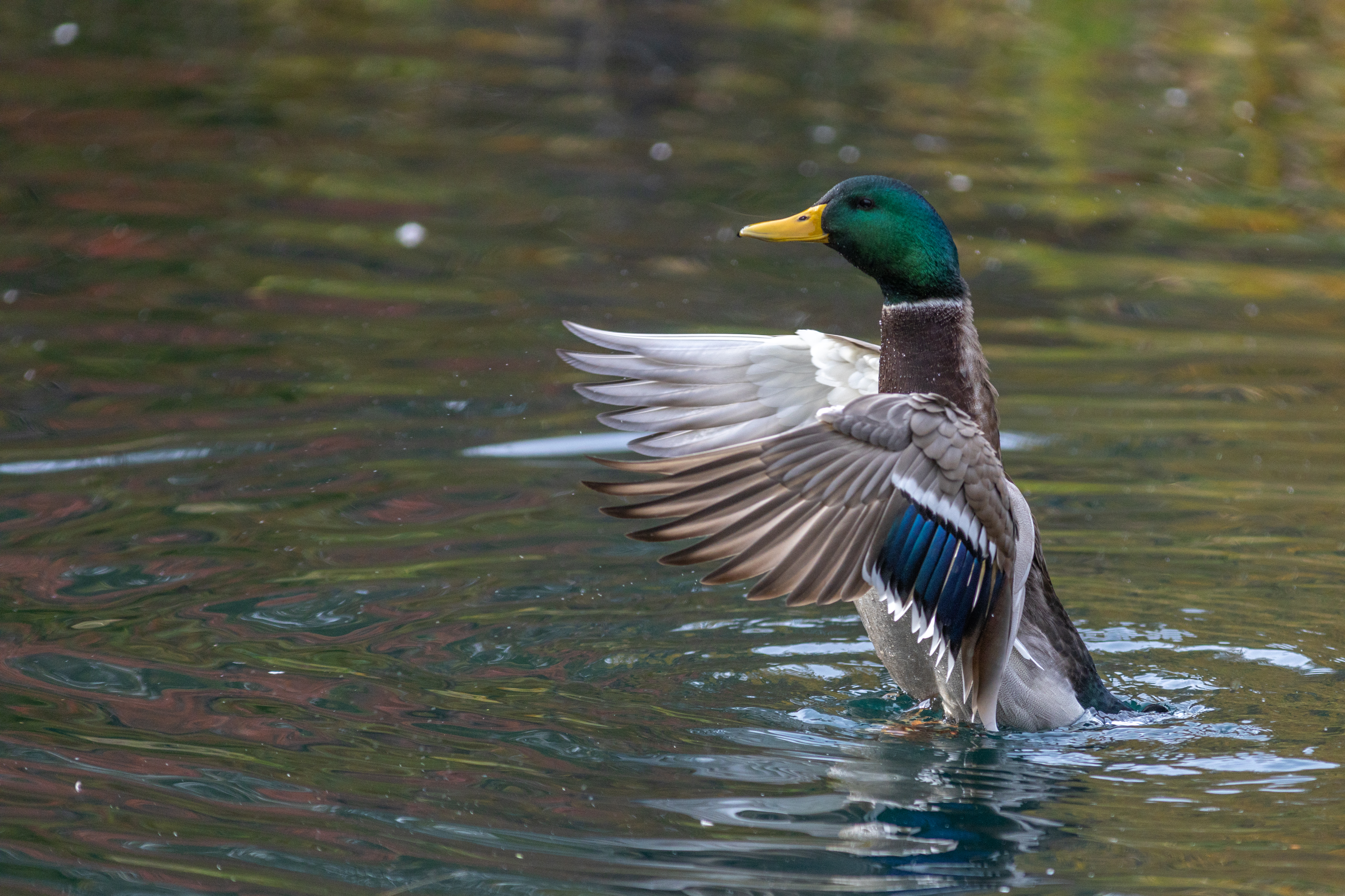 Mallard duck best tasting waterfowl