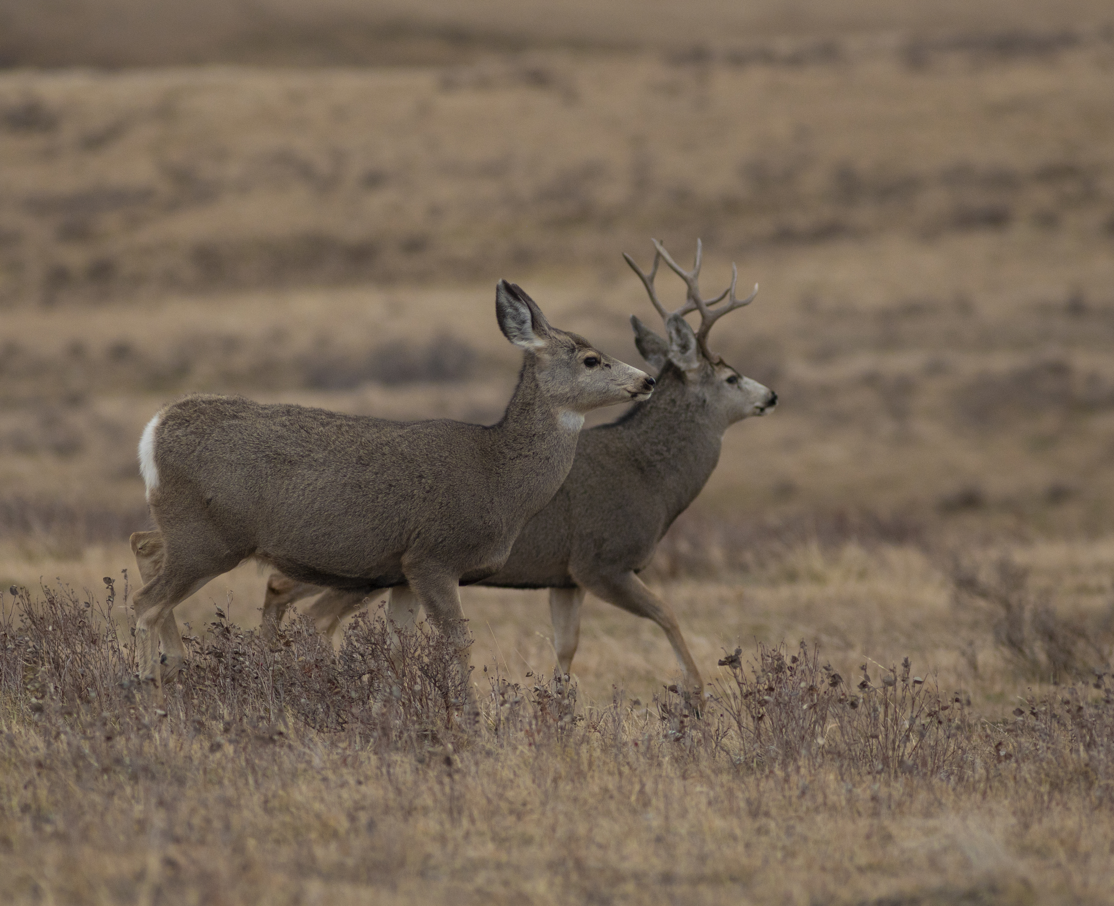 mule deer in the rut estrus