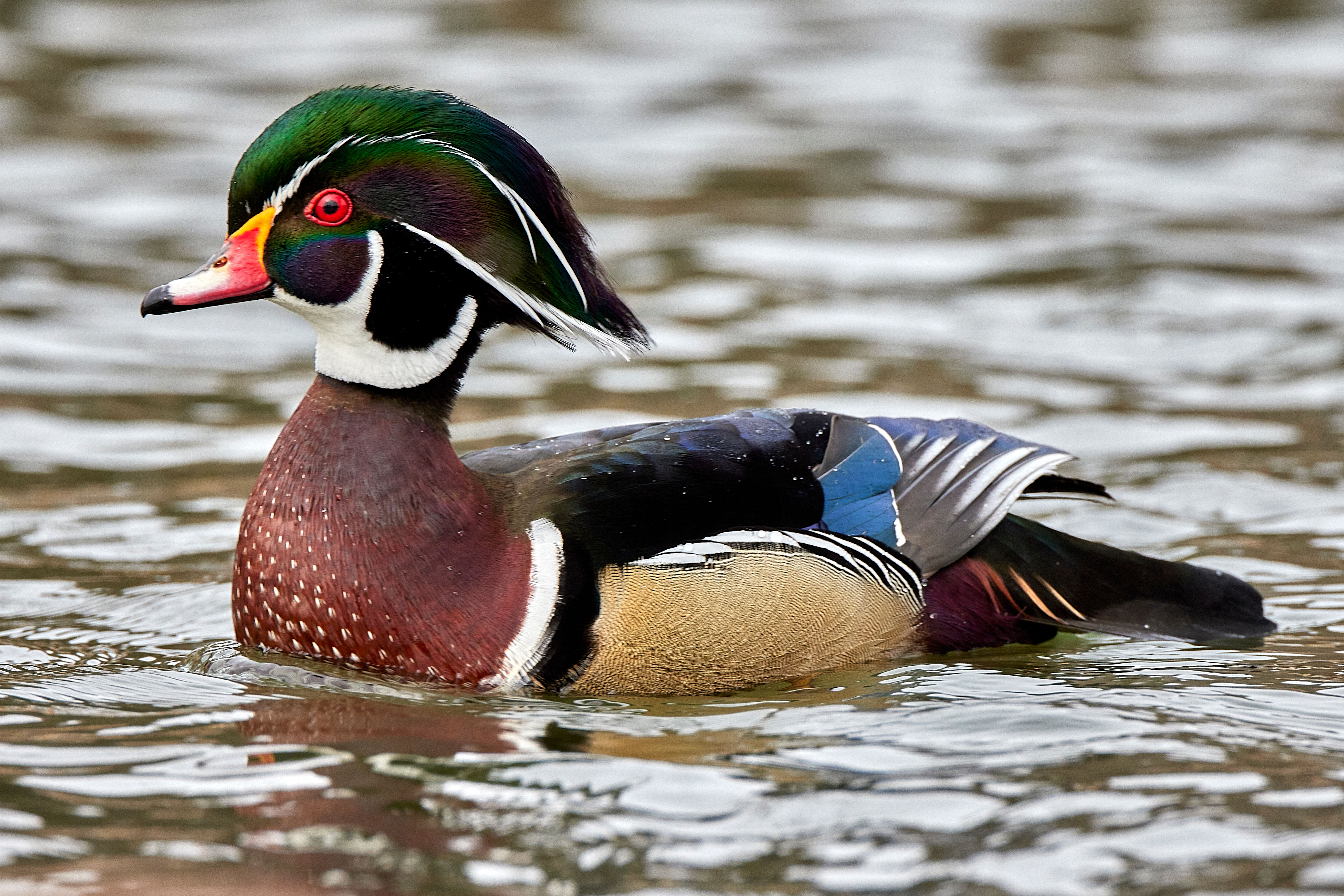 wood duck best tasting birds