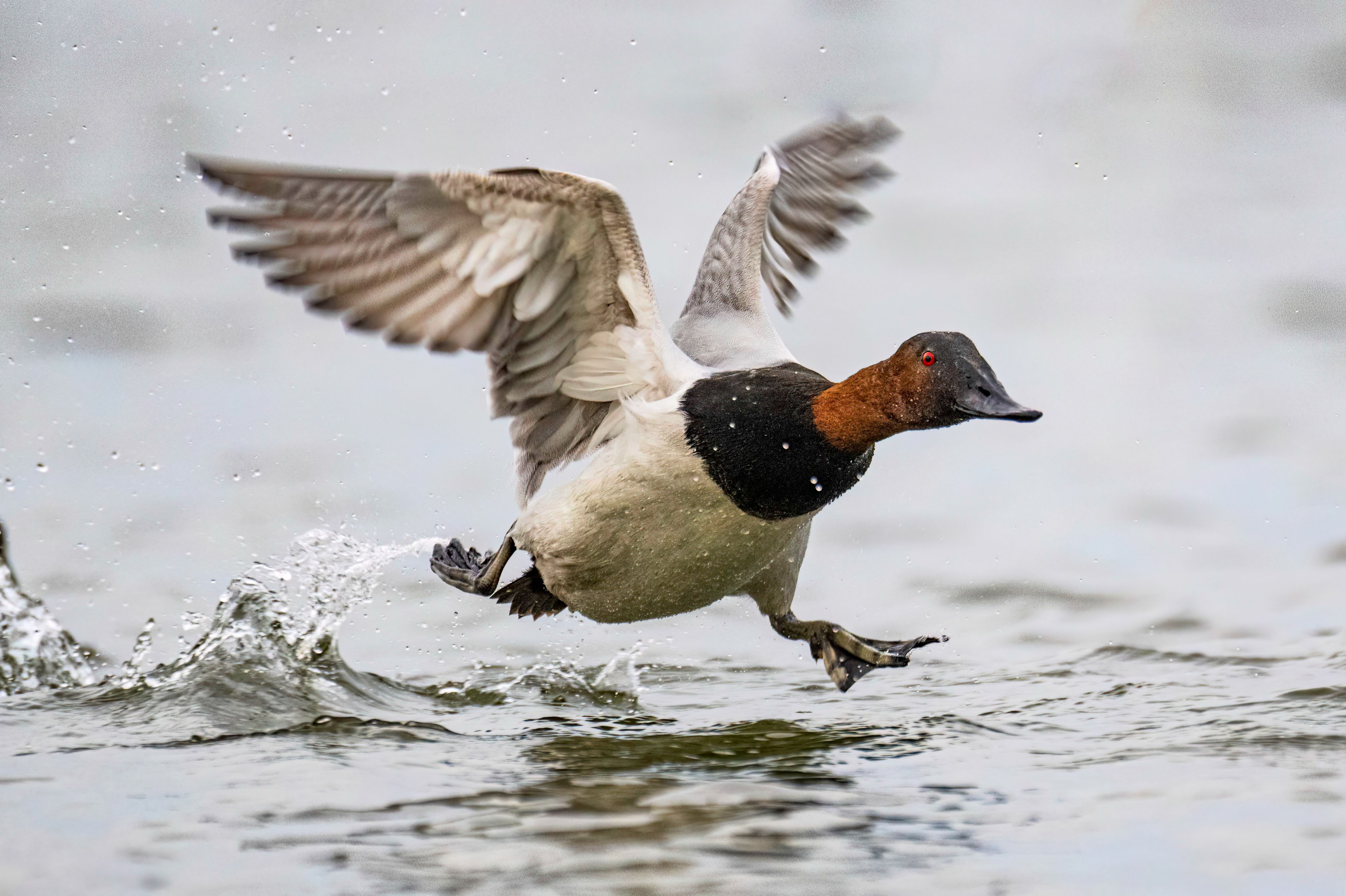 Canvasback duck best tasting waterfowl