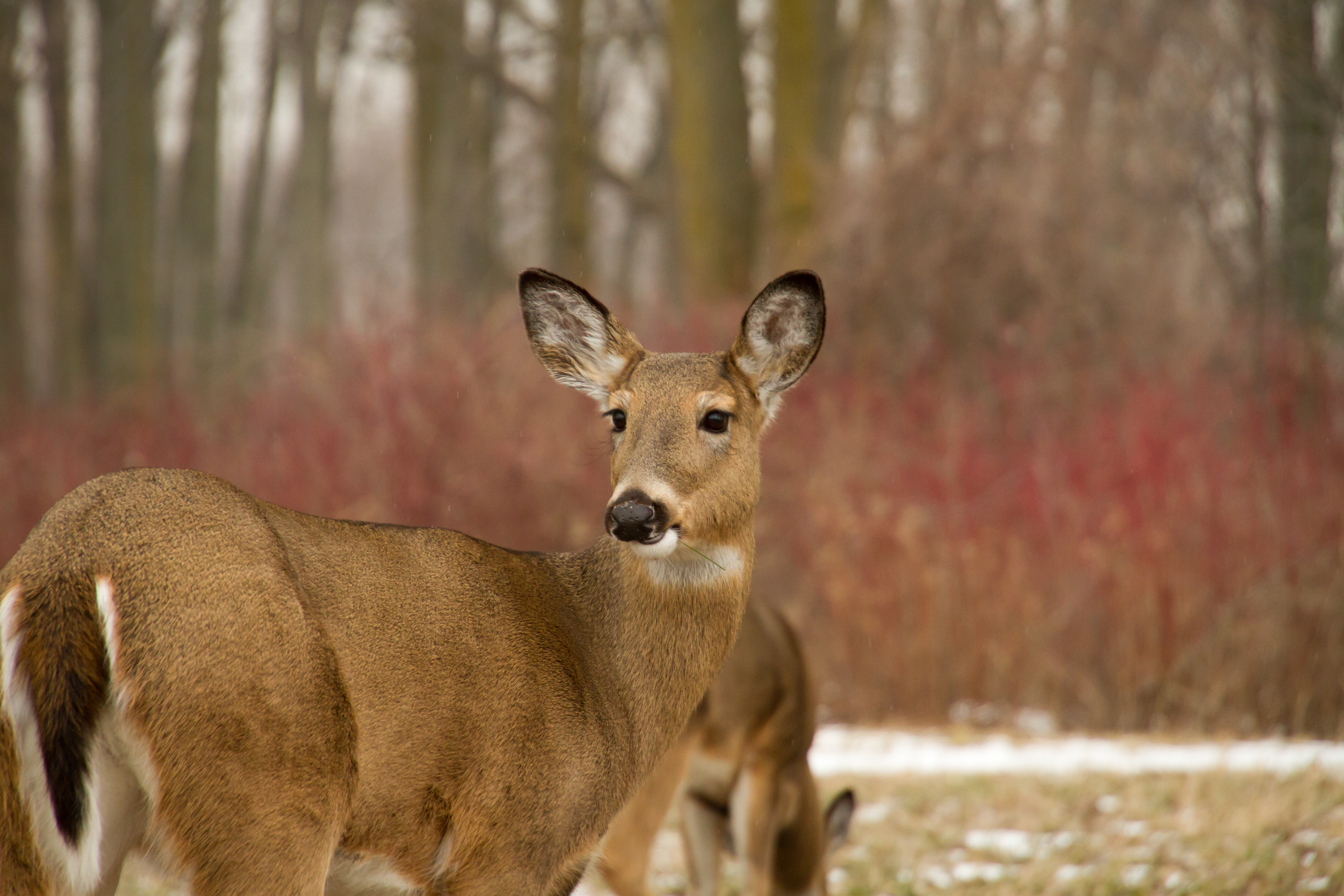 Michigan deer muzzleloading season