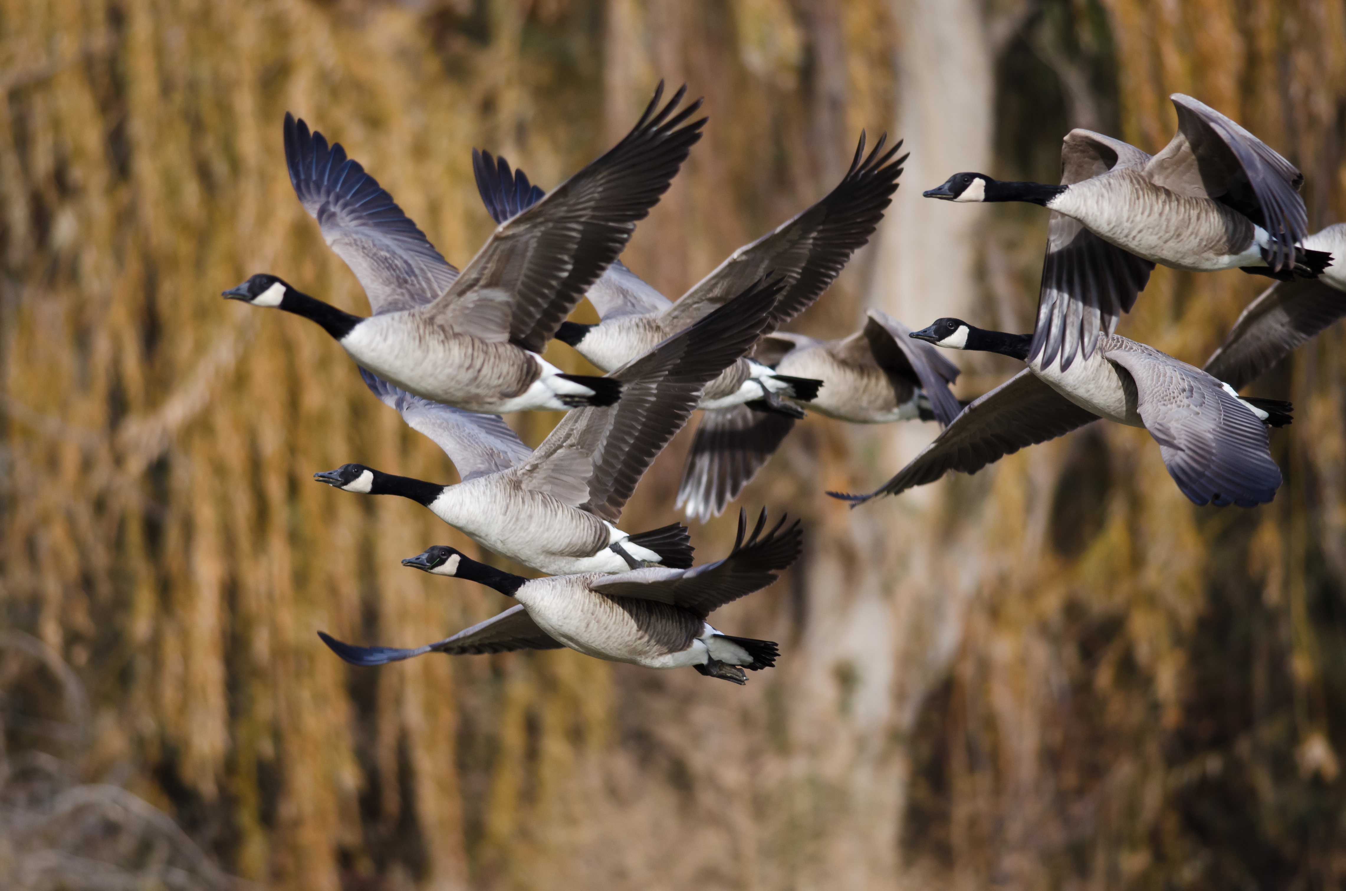 Canada geese best tasting waterfowl