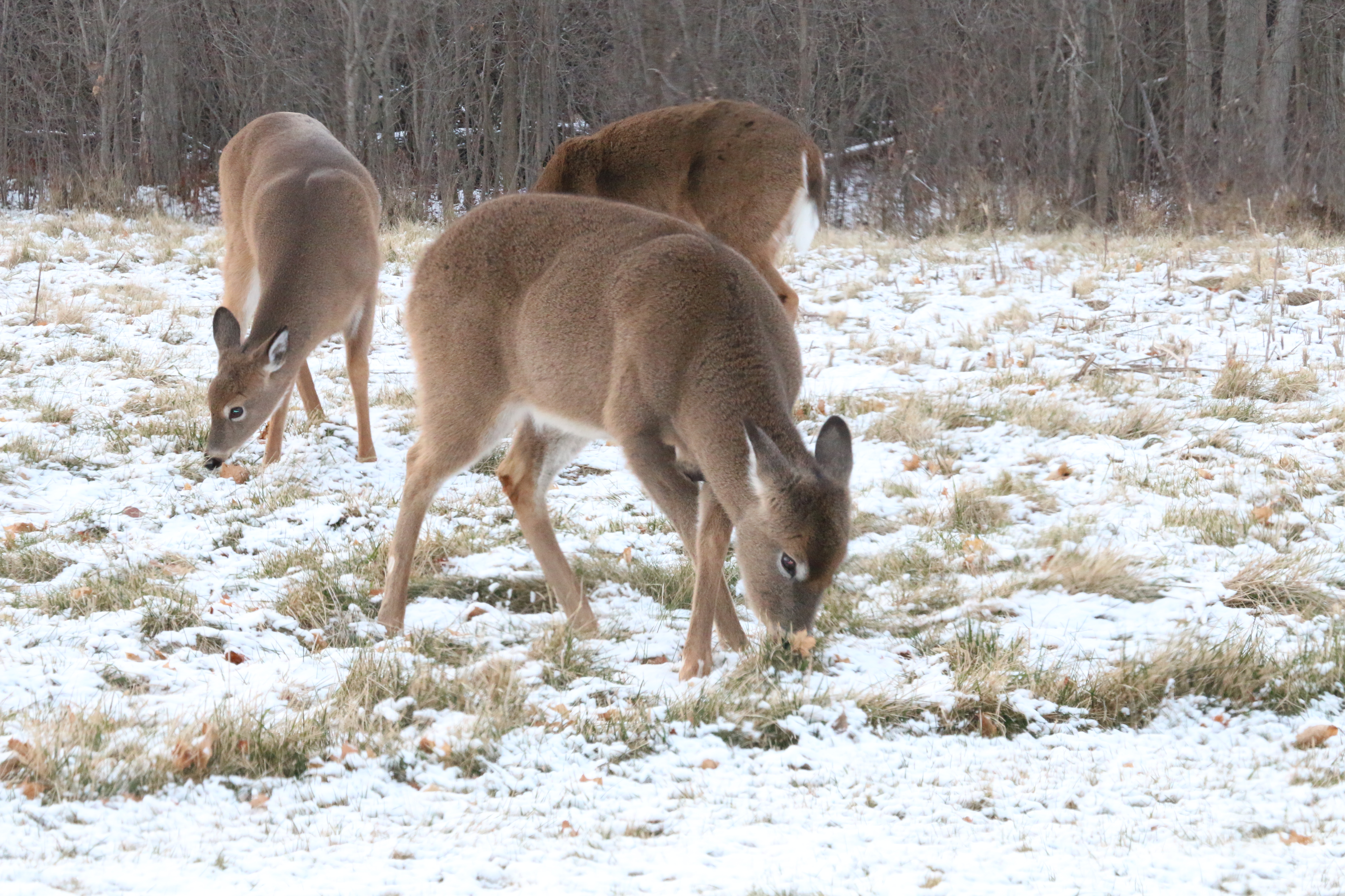 Michigan muzzleloading season