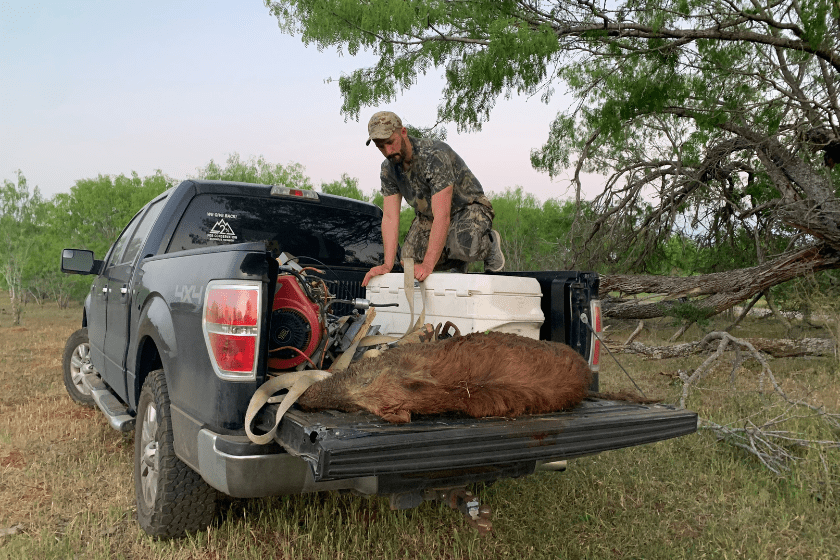 turkey hunt hog hunt