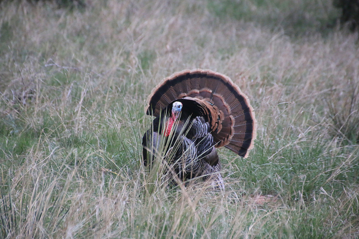 turkey hunt hog hunt