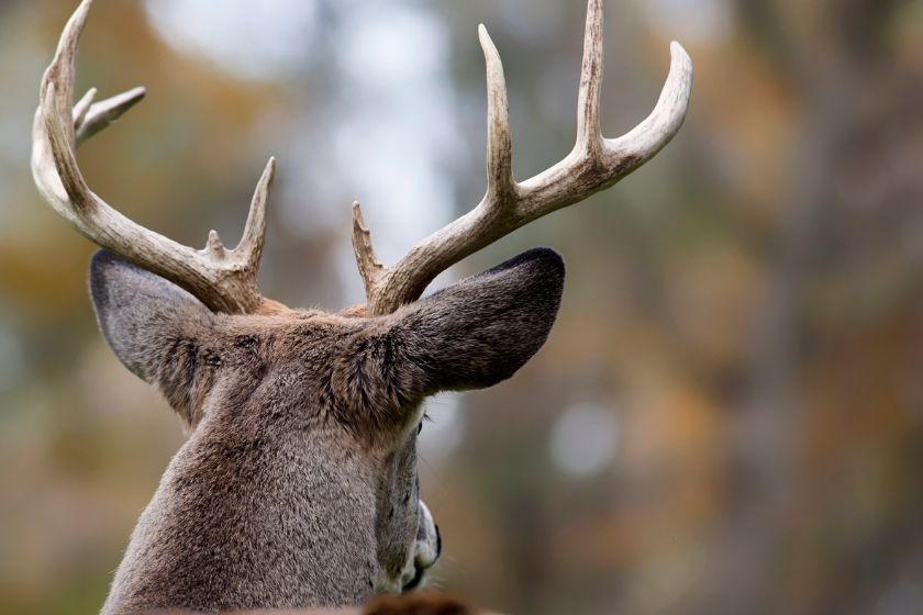 typical vs. nontypical bucks