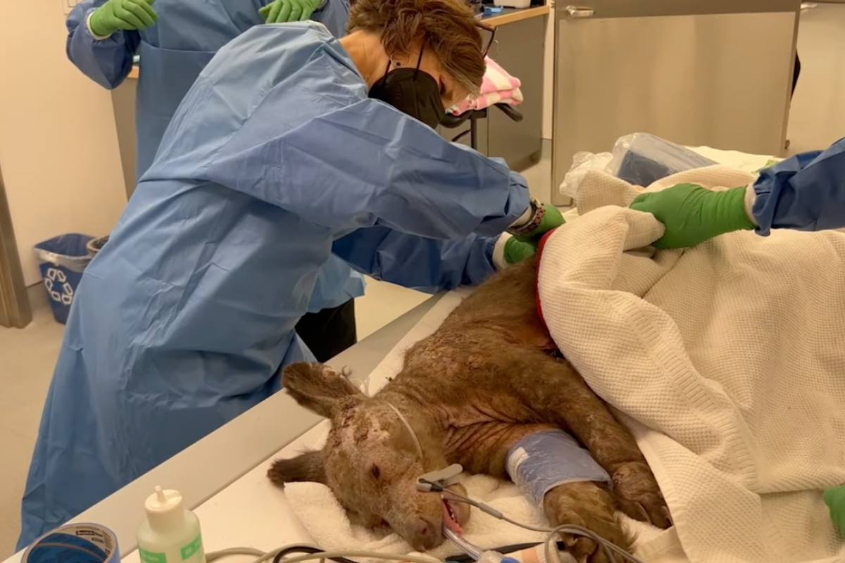 bear is cared for by veterinary team