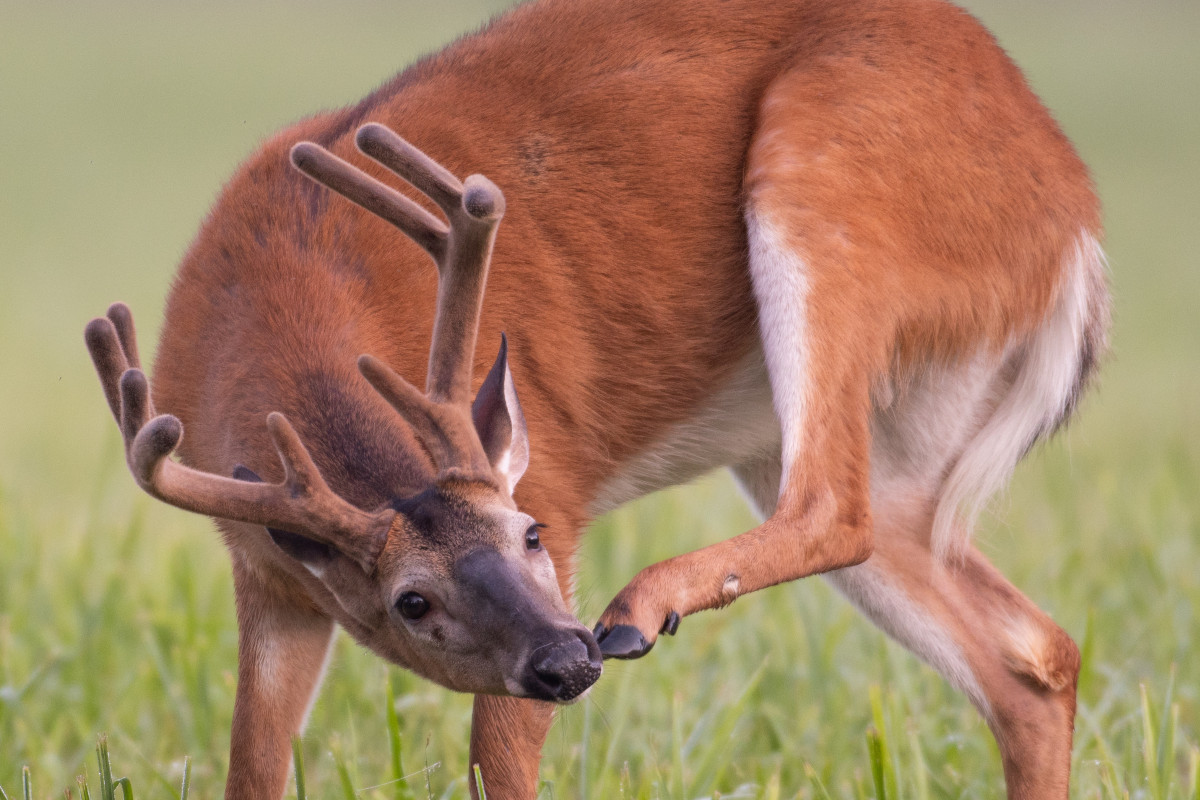 Deer Hooves