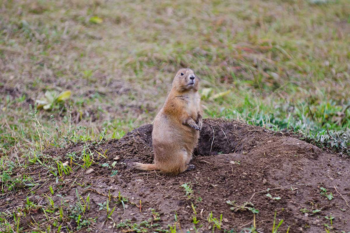 prairie dog hunting