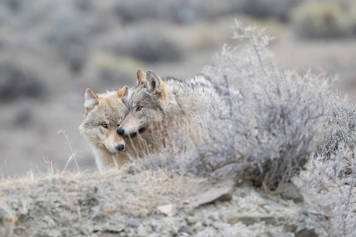 wolf hunt changes