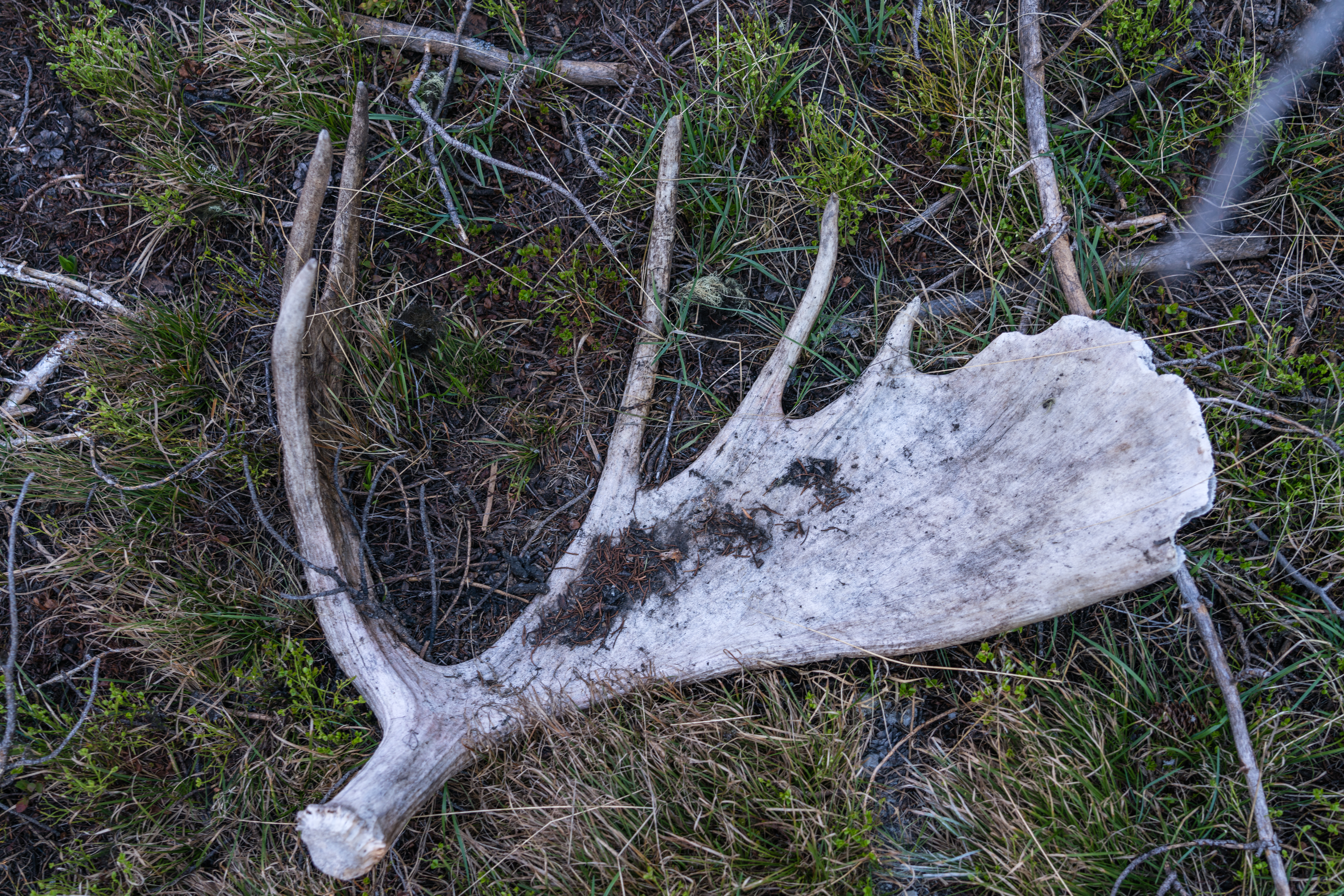 Moose antler shed