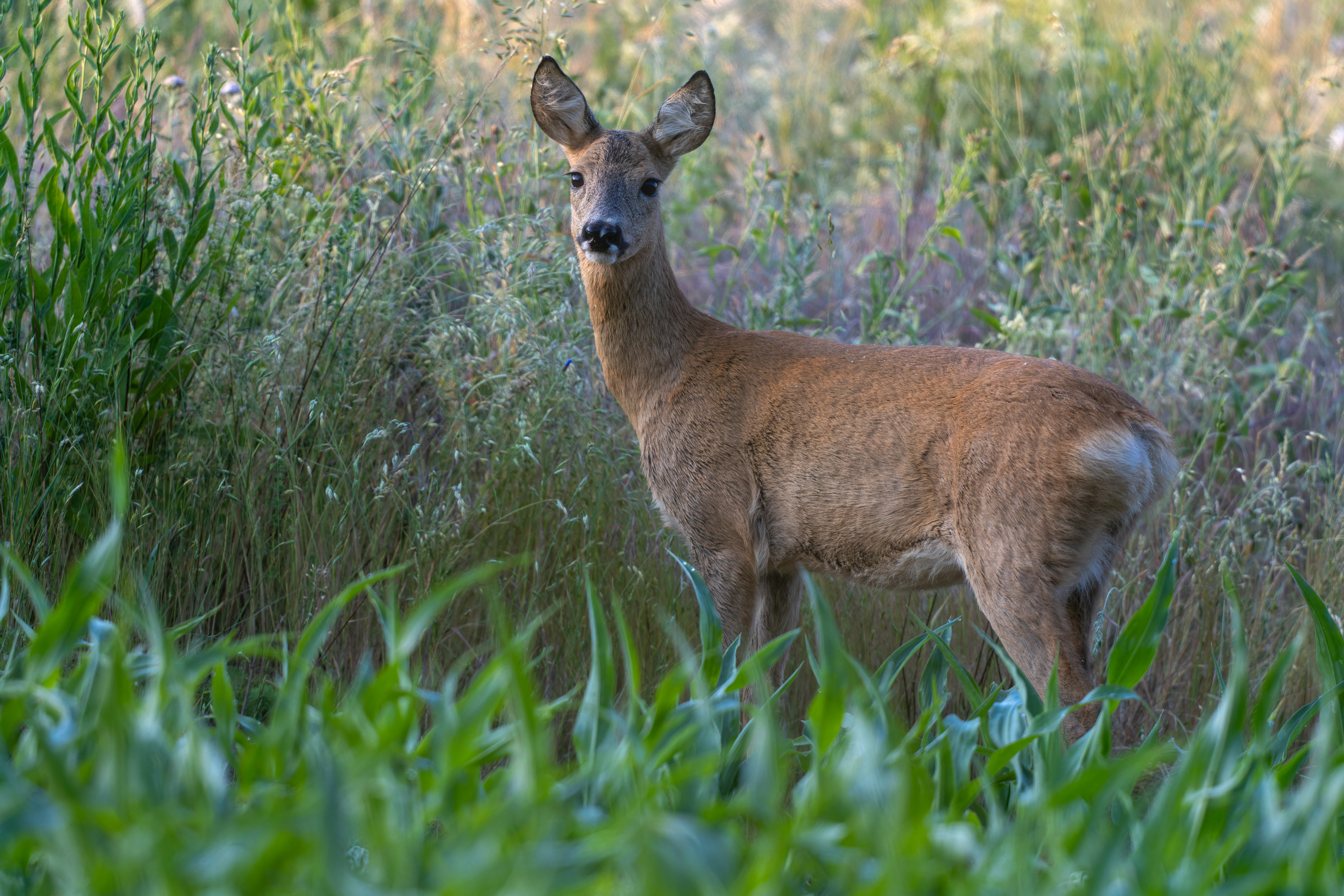 michigan late season doe