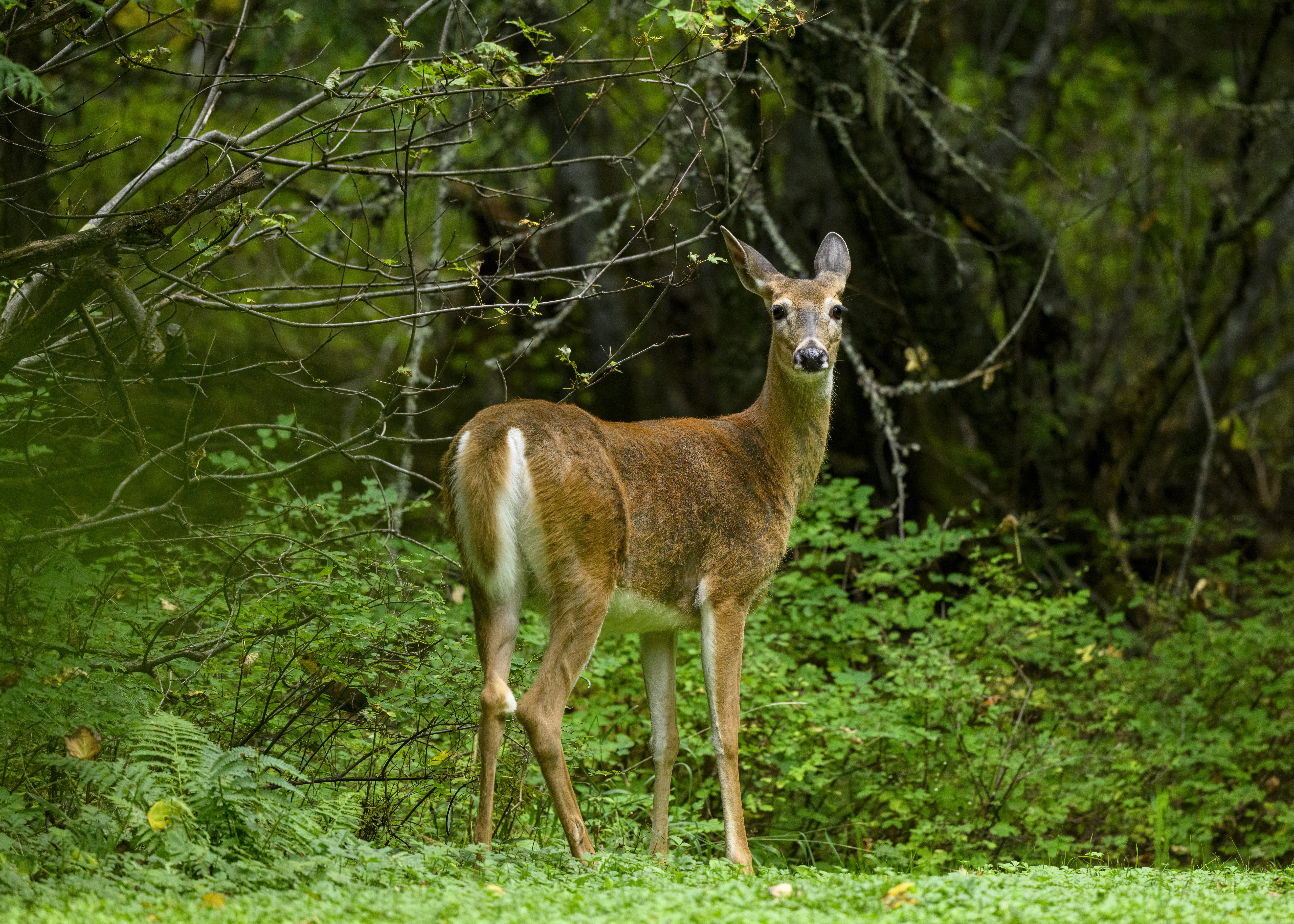 michigan late deer season