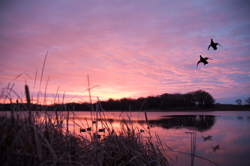 stuttgart duck opener
