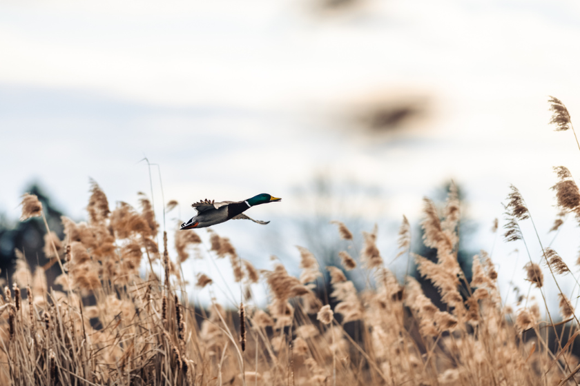 stuttgart duck opener