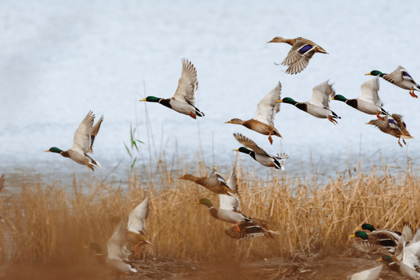 stuttgart duck opener