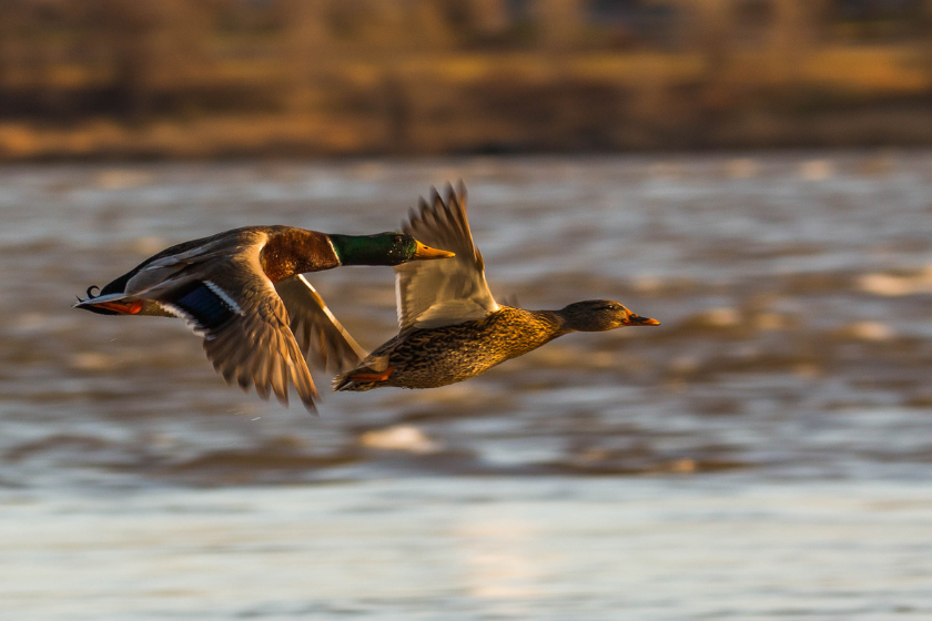 stuttgart duck opener