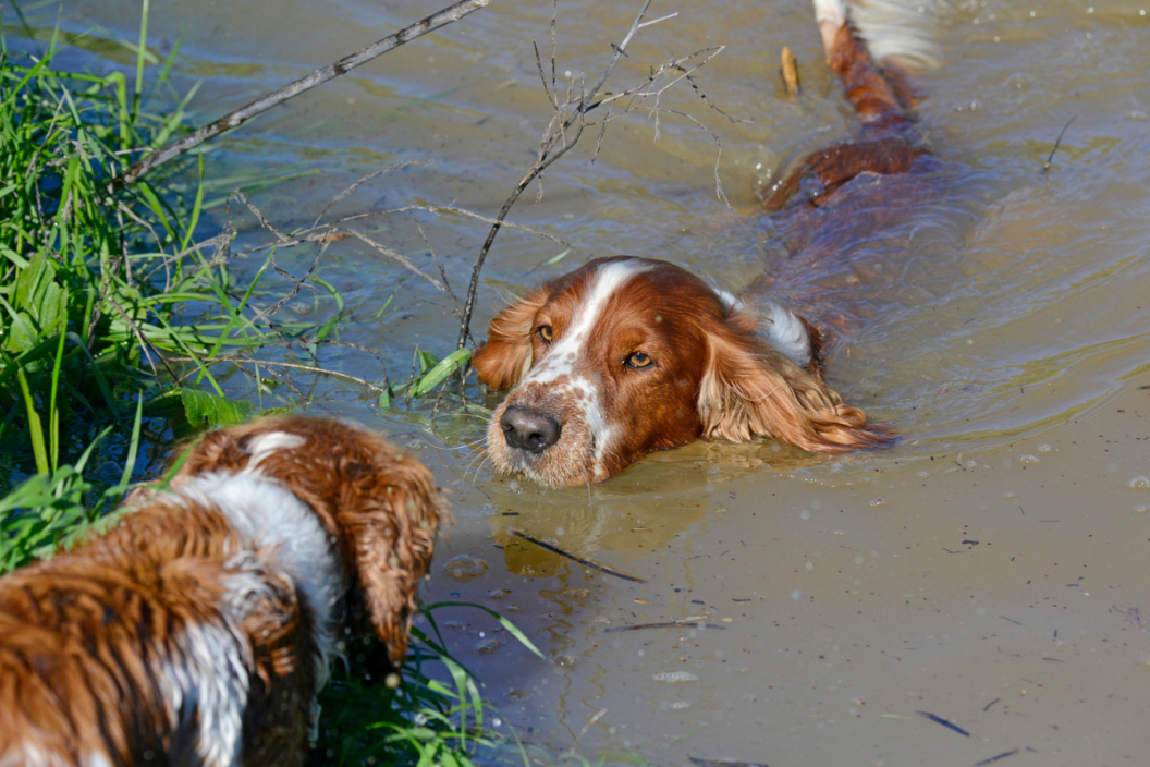 less common hunting dog breeds