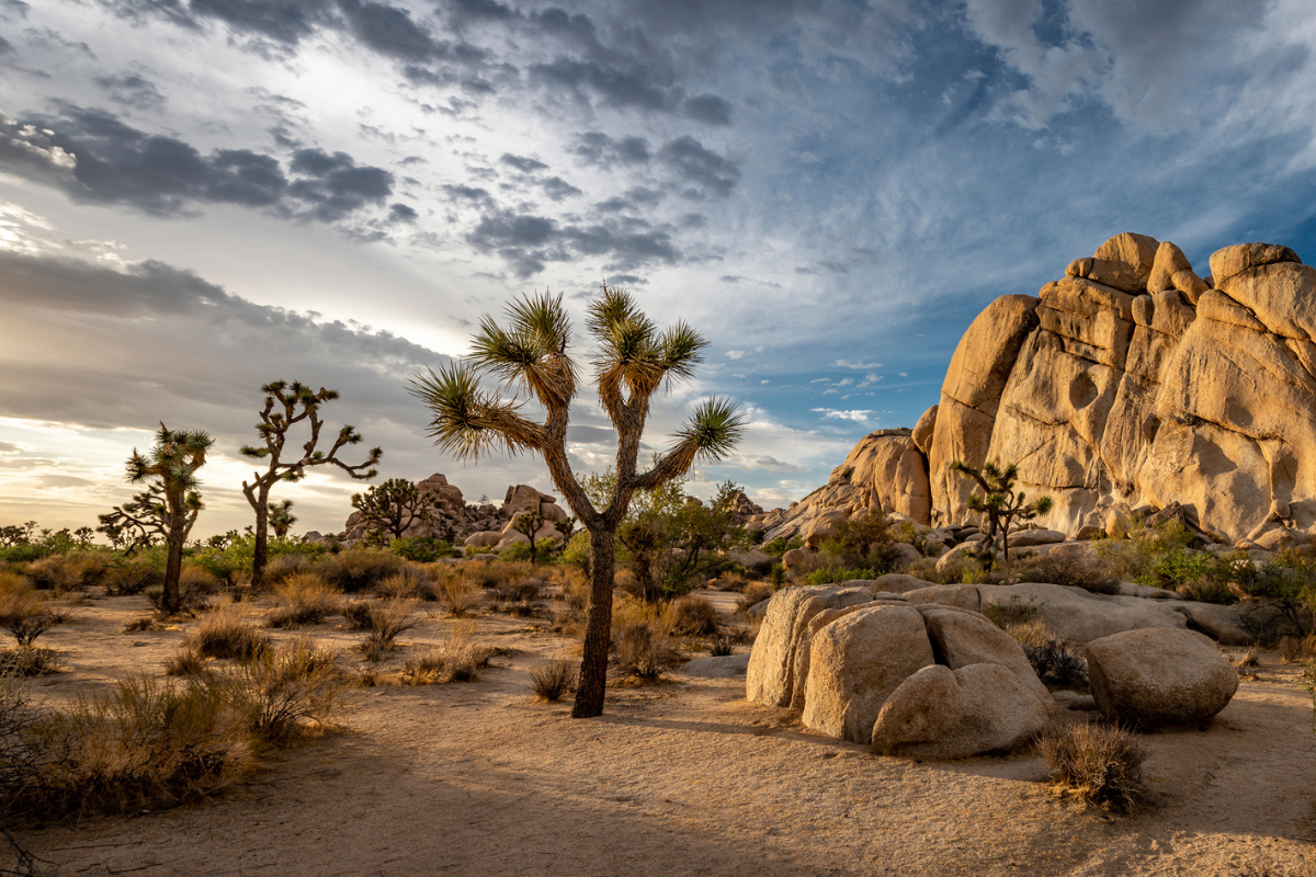 joshua tree national park