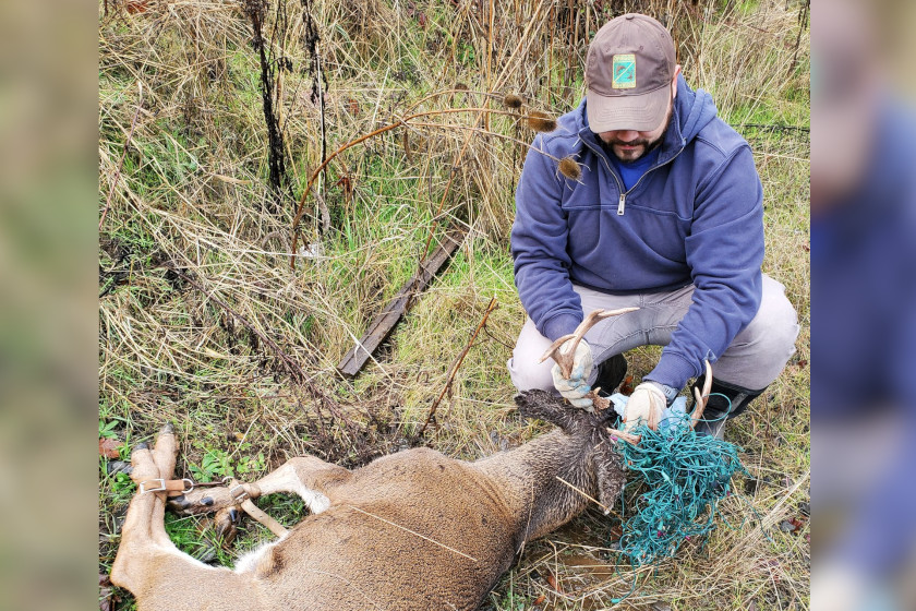 Buck Tangled in Christmas Lights