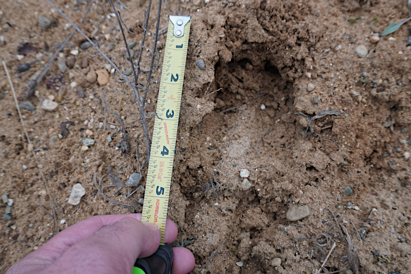 A larger whitetail deer track with a hint of the dew claws in the sand.