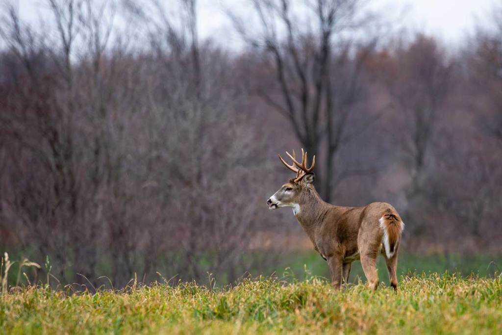 aging deer