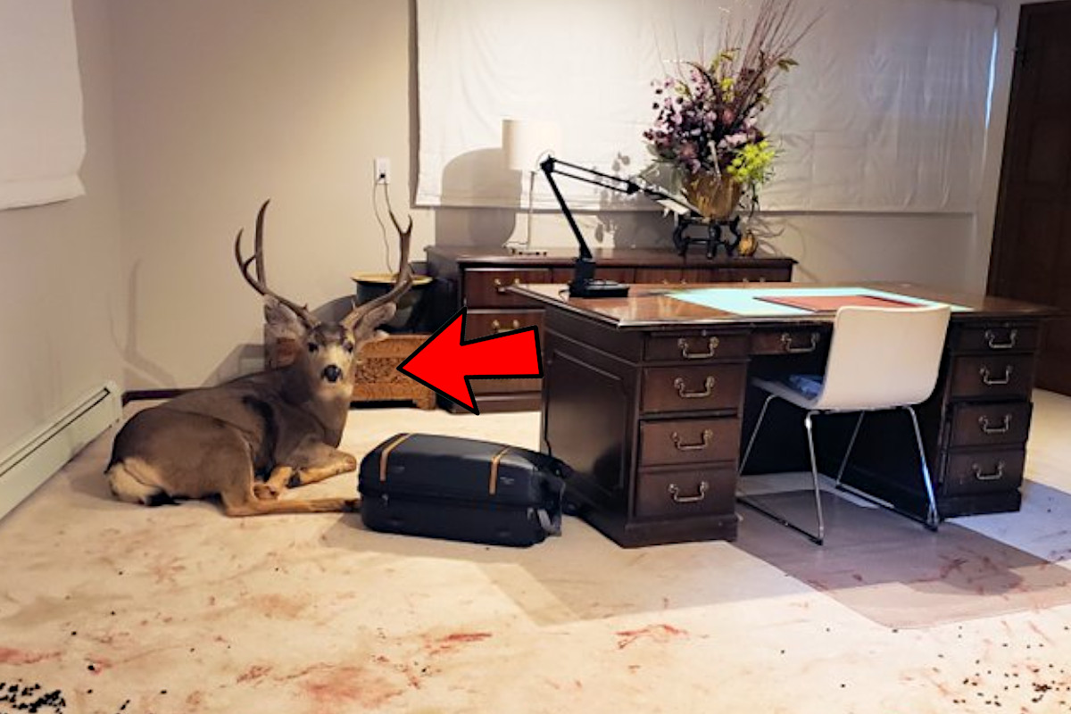 Mule Deer Buck Office