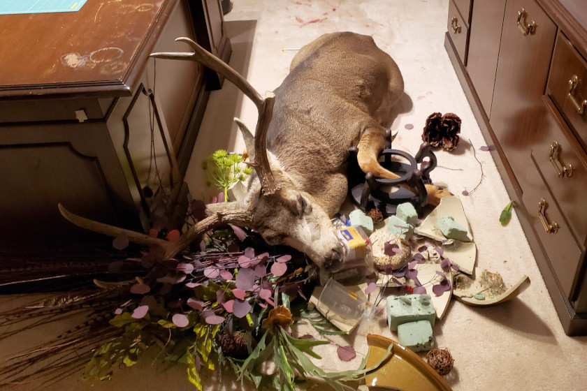 Mule Deer Buck Office