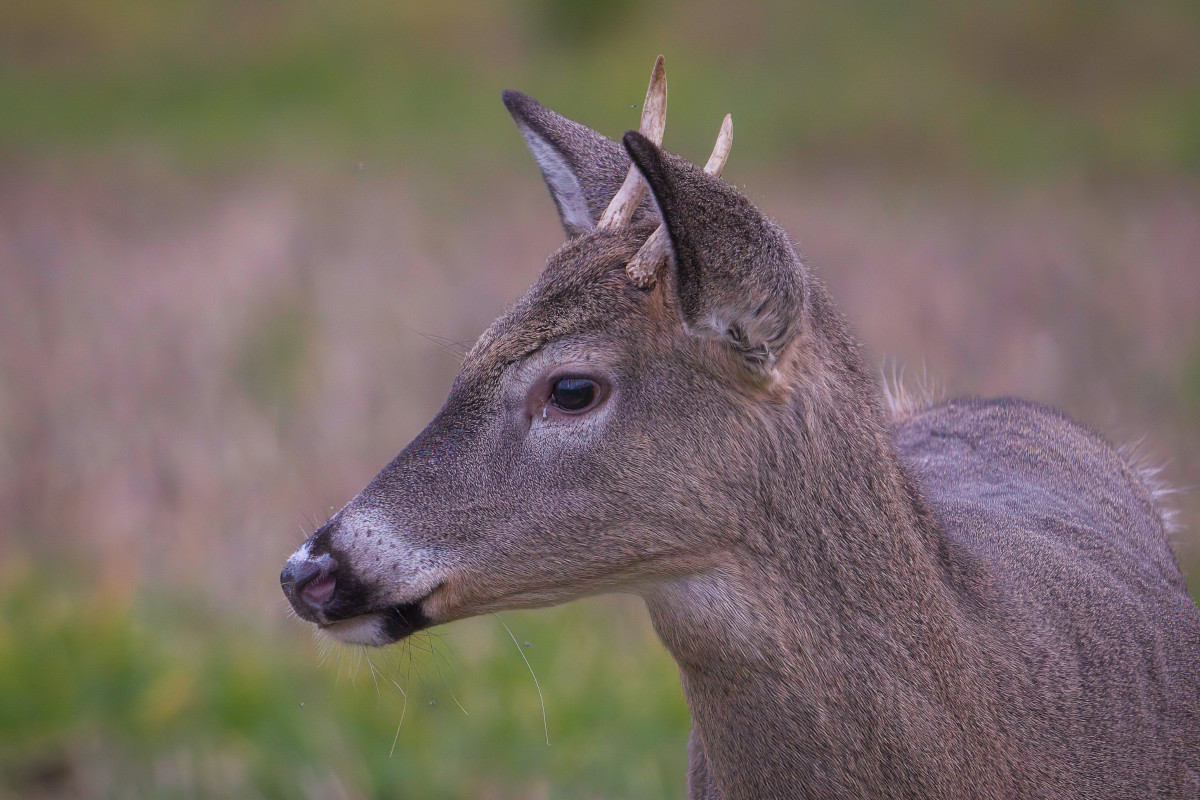 Spike Deer