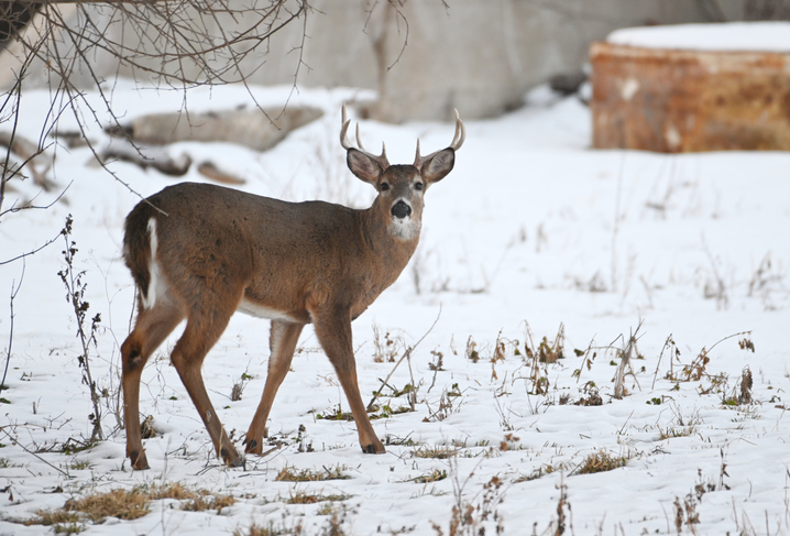 aging deer