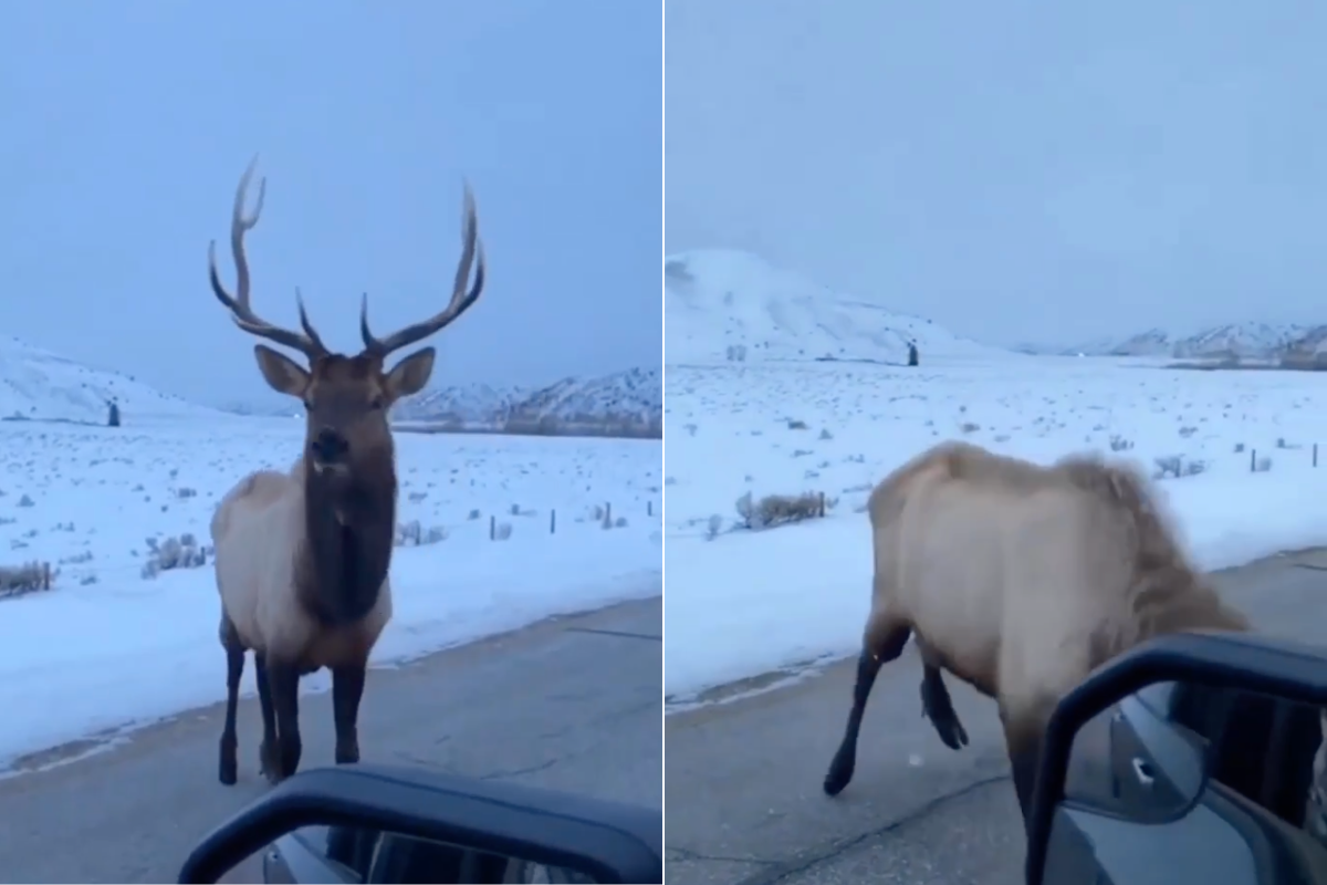 Elk flattens mans tire