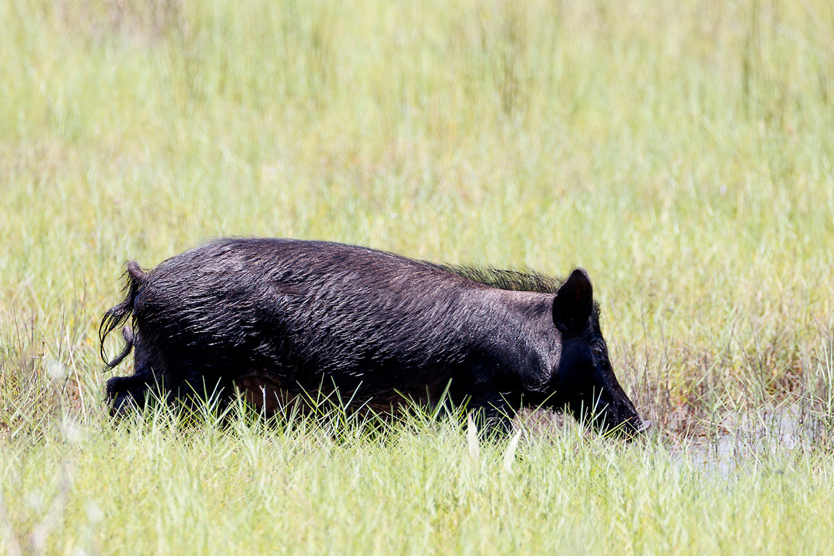 feral hogs