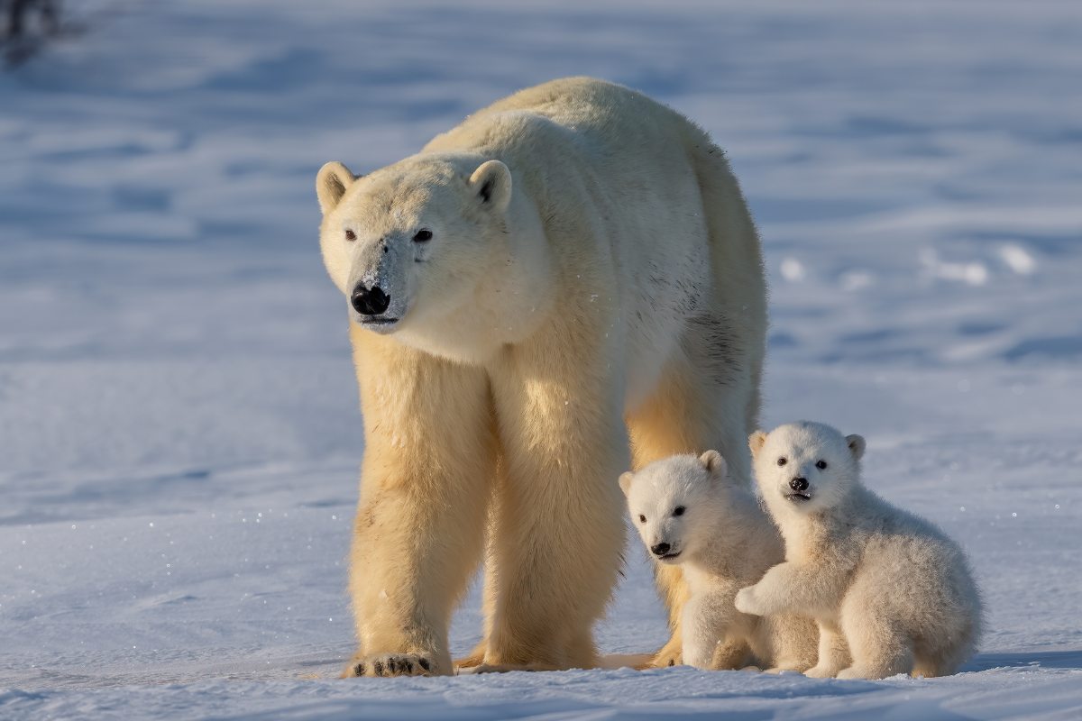 Polar bear and cubs