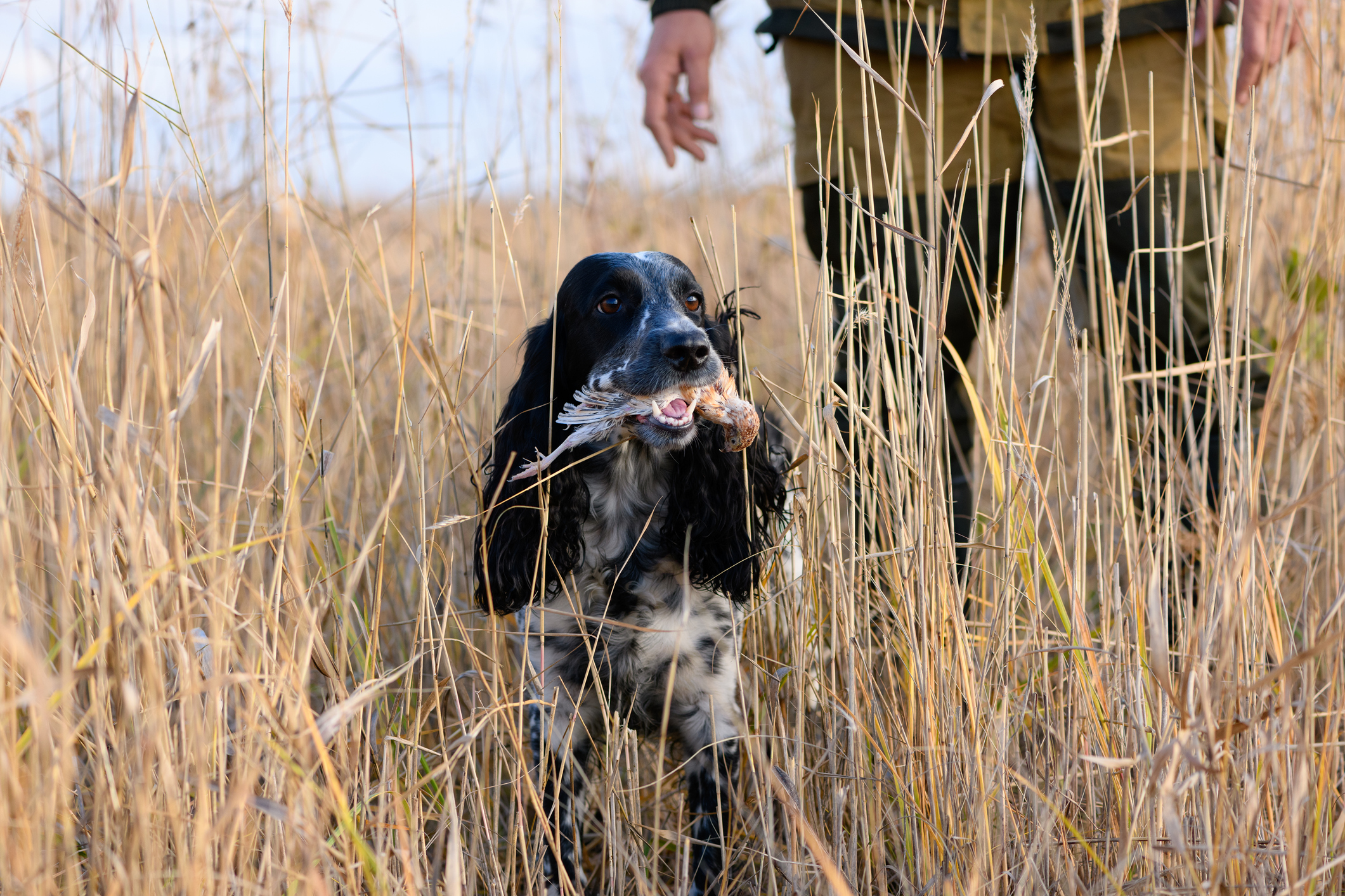 Upland bird hunting