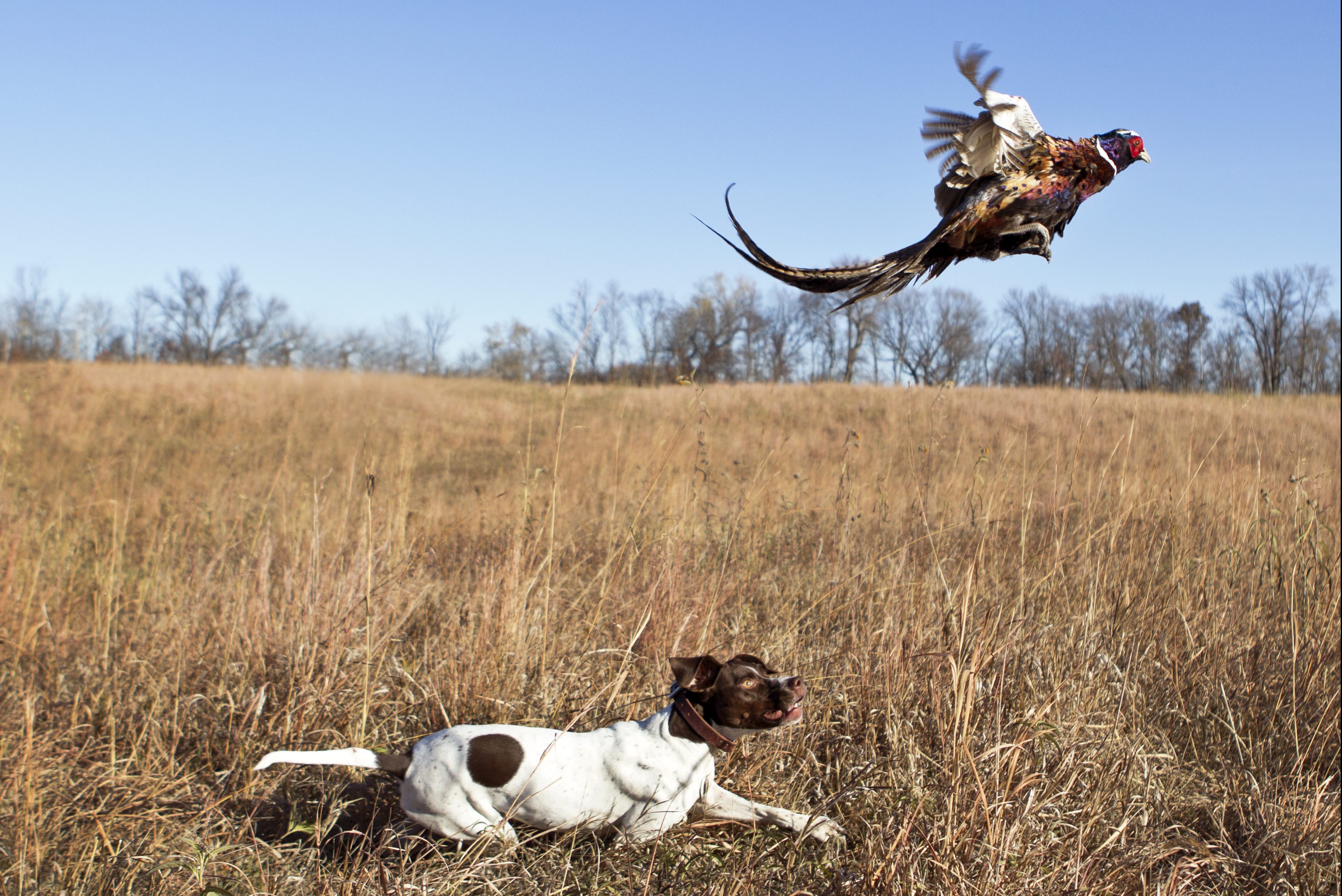 English pointer with rooster pheasant flushing out of a grass field.