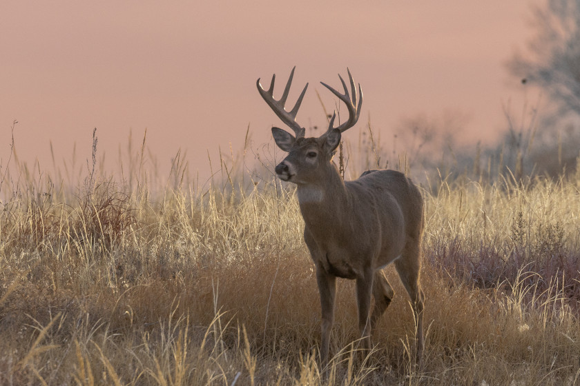 12 Gauge Slugs vs .270 Winchester