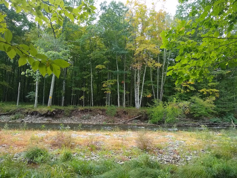 how trees affect your hunt
