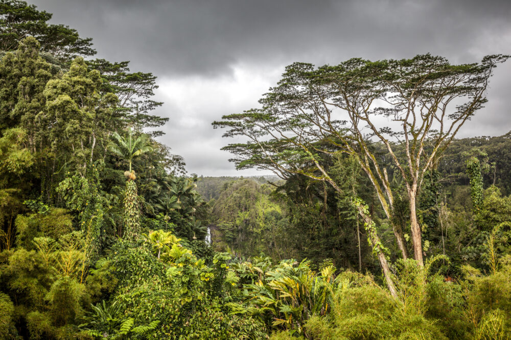 Akaka Falls State Park in Hawaii