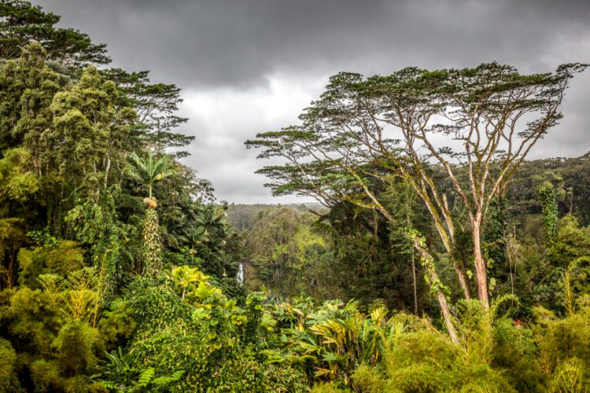 Akaka Falls State Park in Hawaii