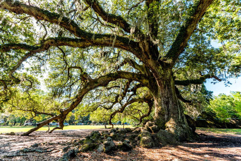 Audubon Park in Louisiana