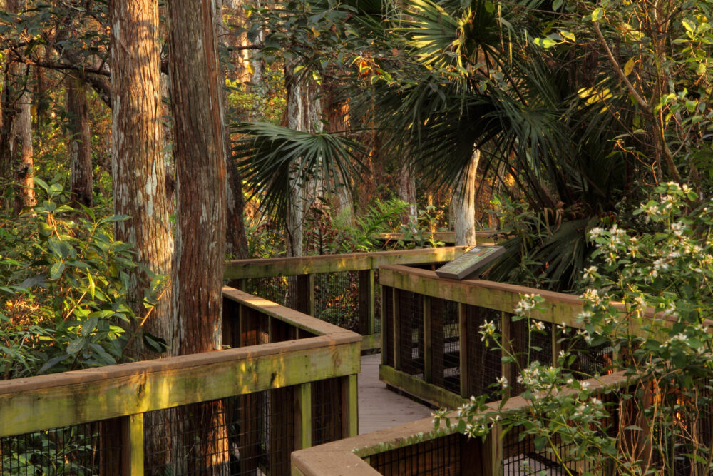 A boardwalk meanders through a cypress swamp in the Loxahatchee National Wildlife Refuge in South Florida