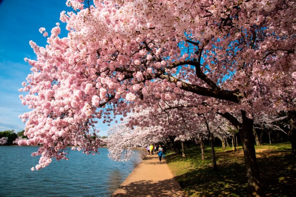 Cherry Blossom Festival in DC