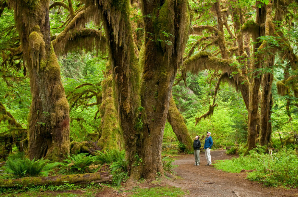Hoh Rainforest in Washington