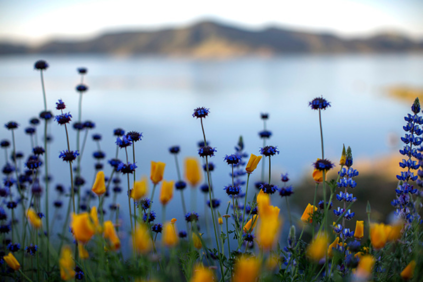 Chias and California poppies, which will remain closed until warmed by direct sunlight, bloom after prolonged record drought gave way to heavy winter rains, causing one of the biggest wildflower blooms in years on March 16, 2017 at Diamond Valley Lake, near Hemet, California.