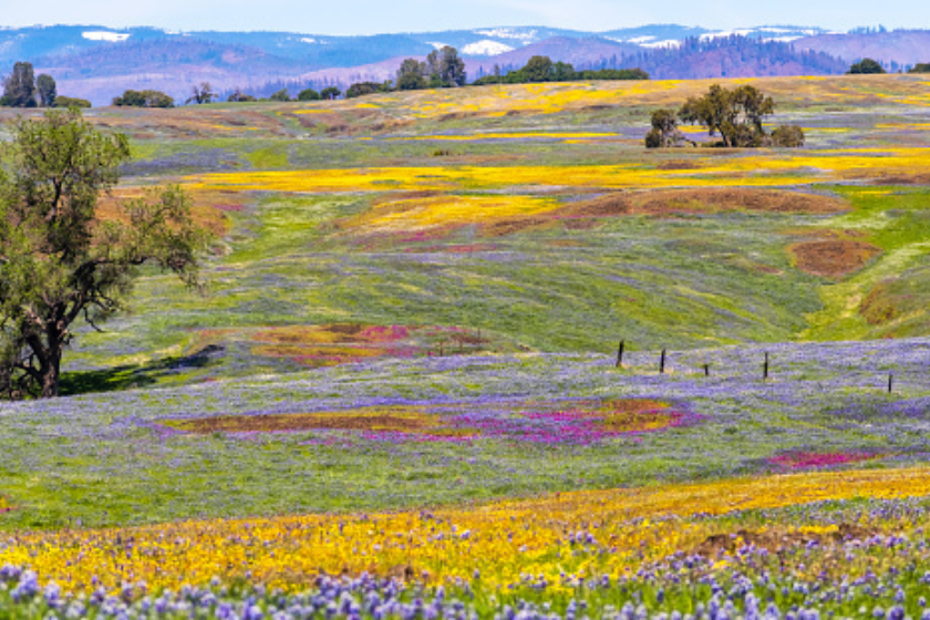 Wildflowers blooming on the rocky soil of North Table Mountain Ecological Reserve, Oroville, Butte County, California