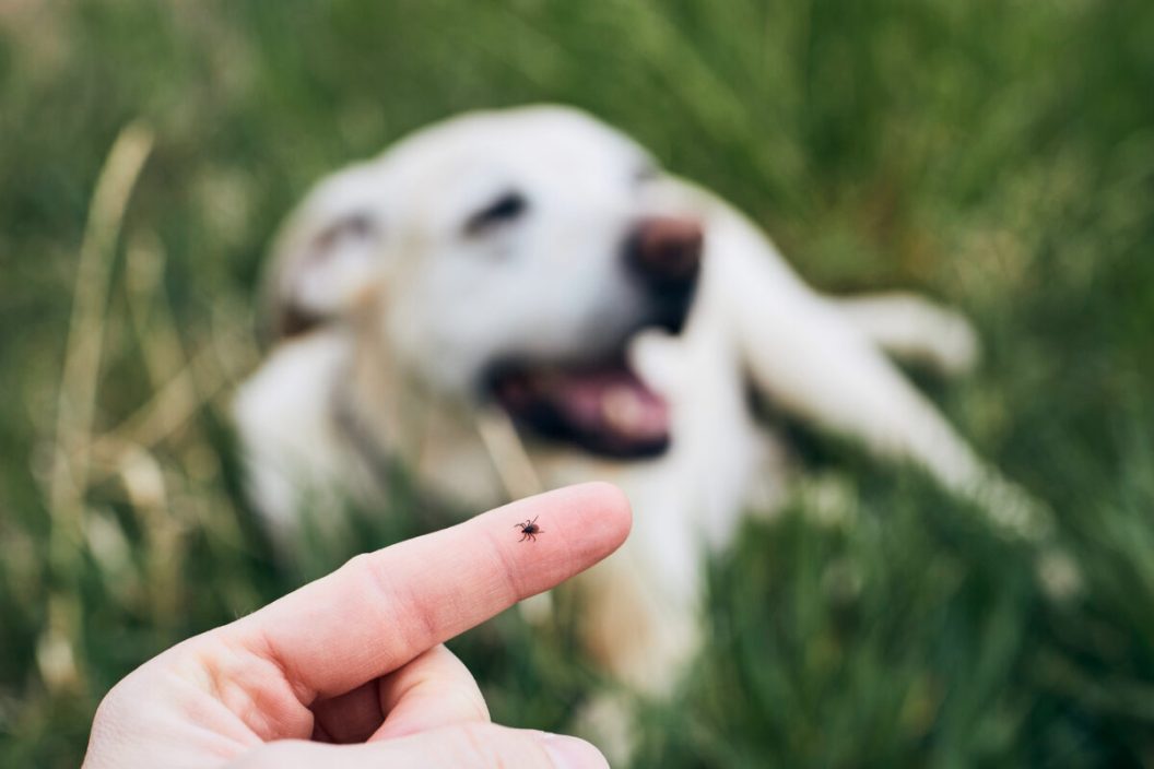 Close-up view of tick on human finger against dog lying in grass.
