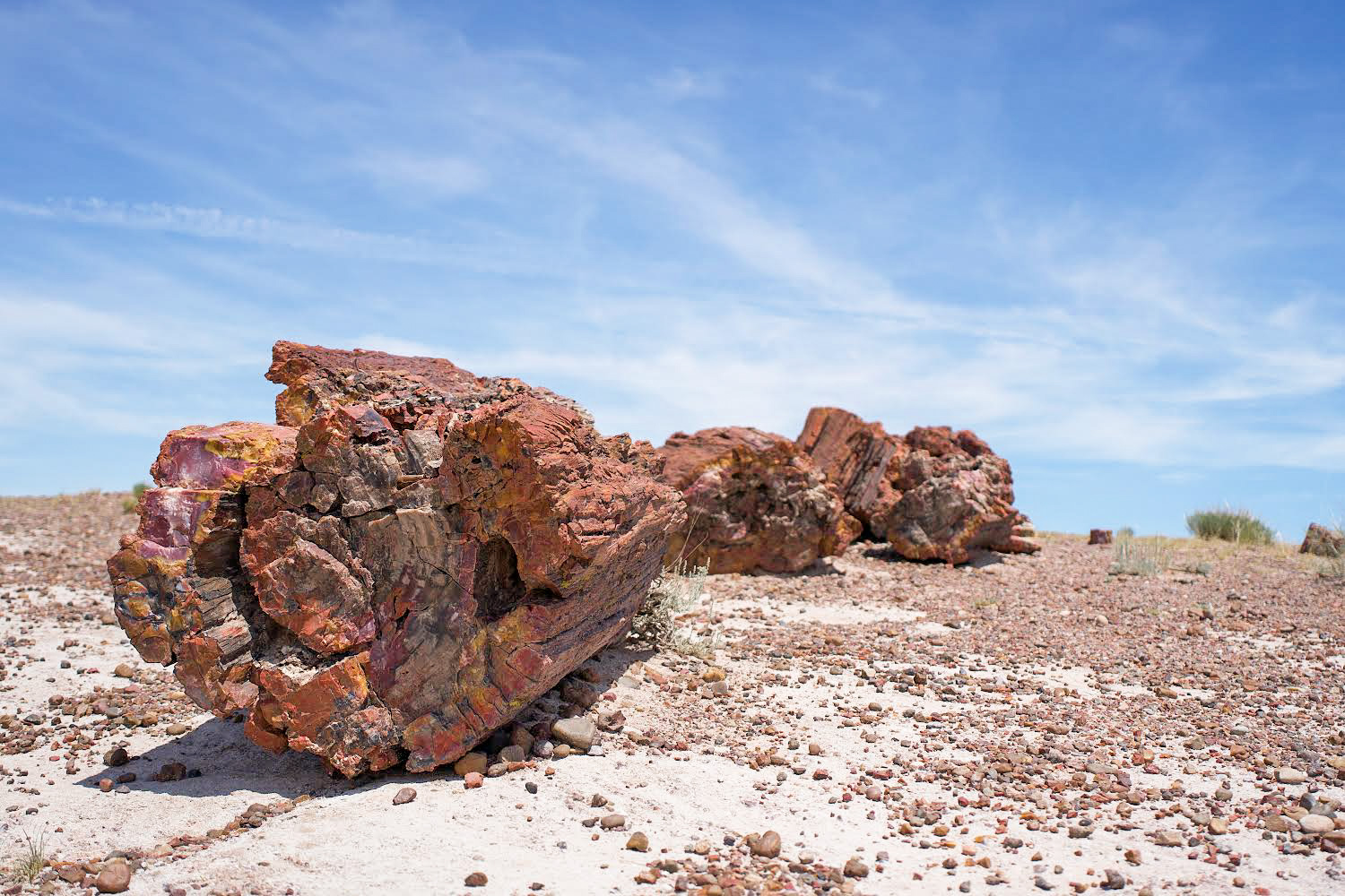 Close up of petrified wood at the petrified forest national park